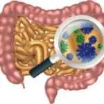 probiotico sindrome do intestino irritado